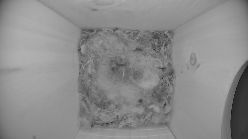 Latest nestbox image