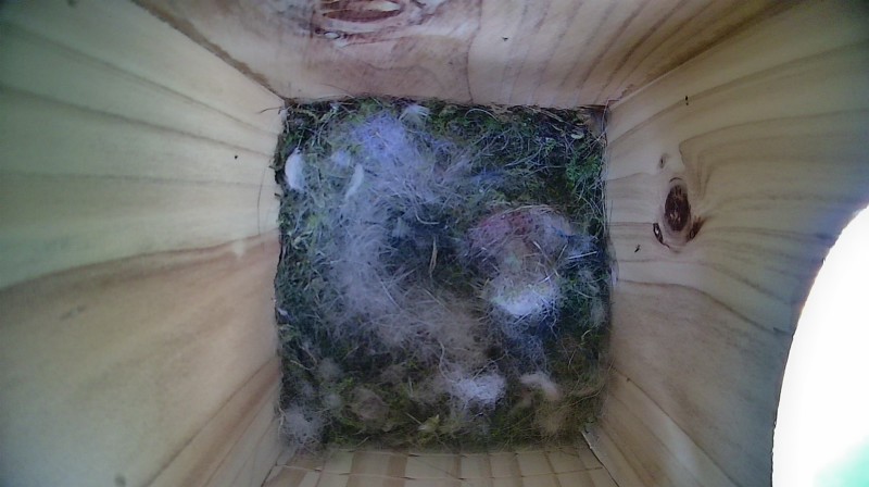 Nestbox image