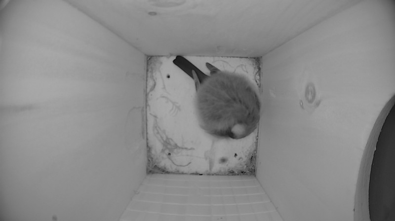 Nestbox image