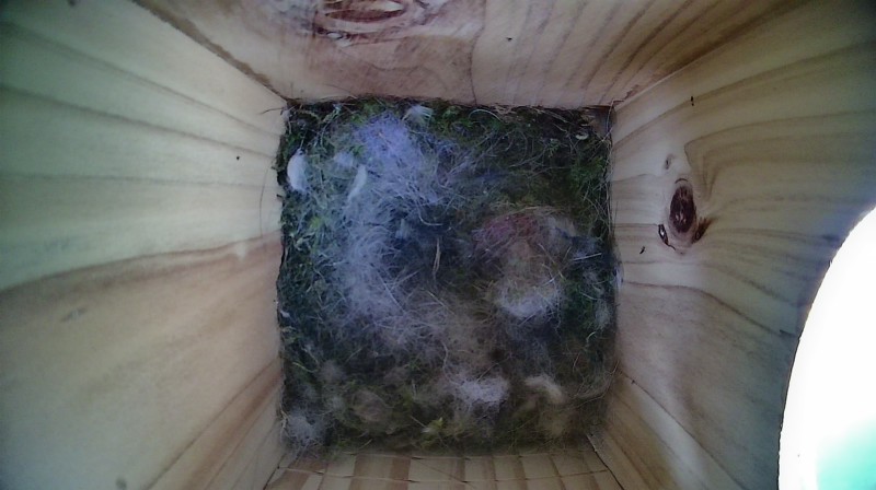 Nestbox image