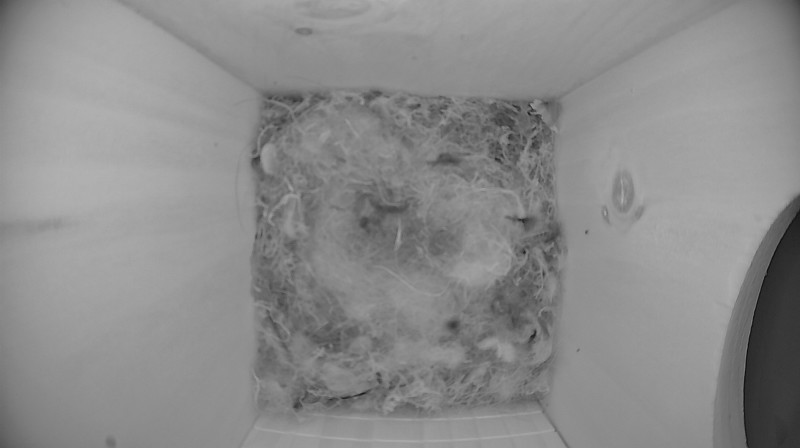 Nestbox image