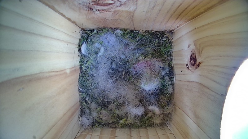 Latest nestbox image