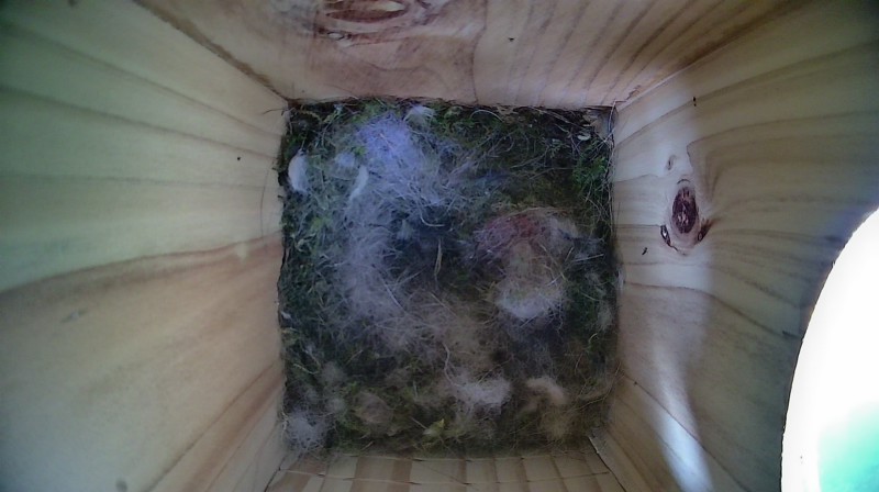 Nestbox image