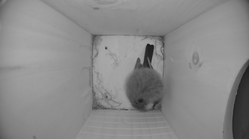 Nestbox image