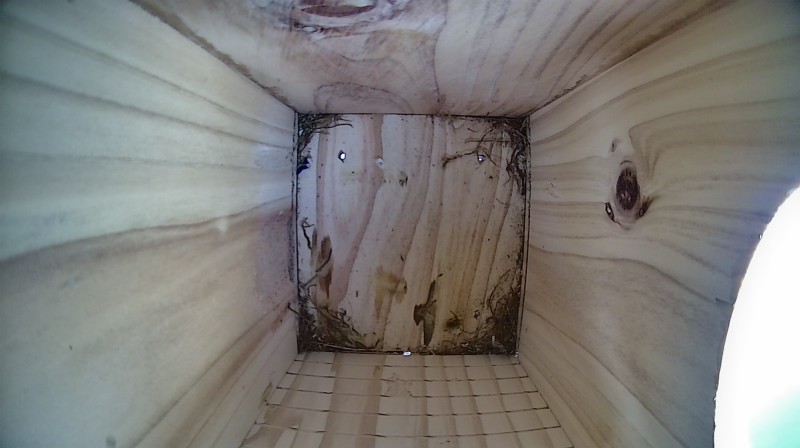 Latest nestbox image