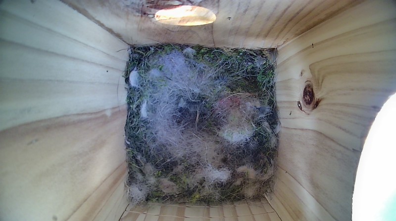 Nestbox image