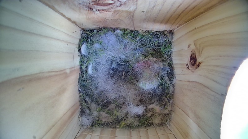 Nestbox image