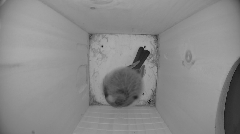 Nestbox image