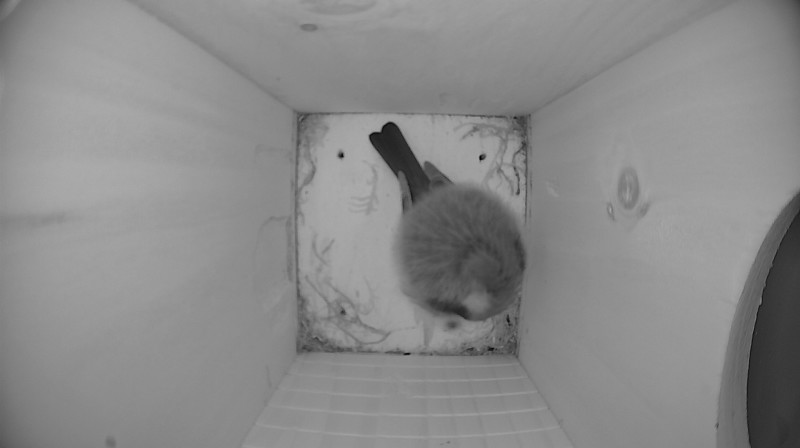 Latest nestbox image