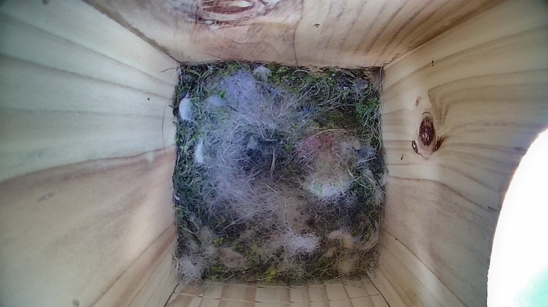 Nestbox image
