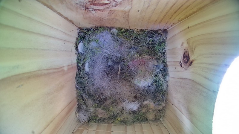 Nestbox image
