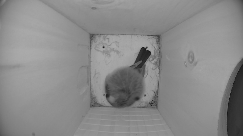 Nestbox image