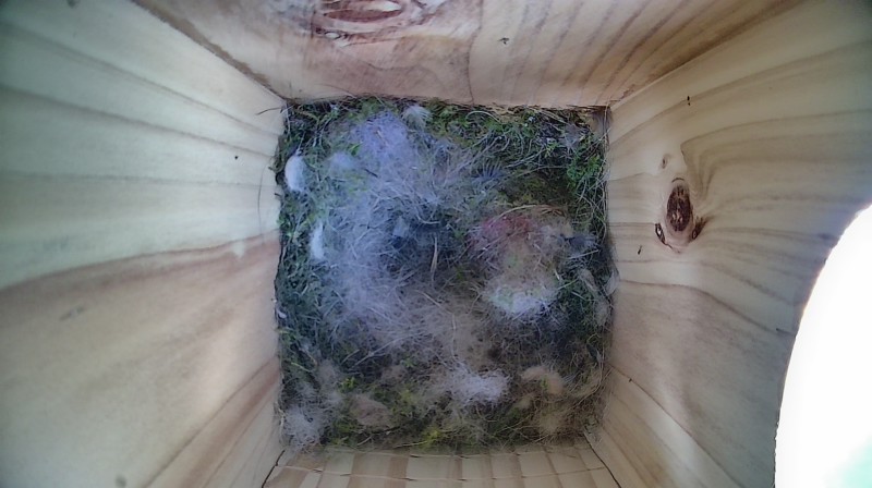 Nestbox image