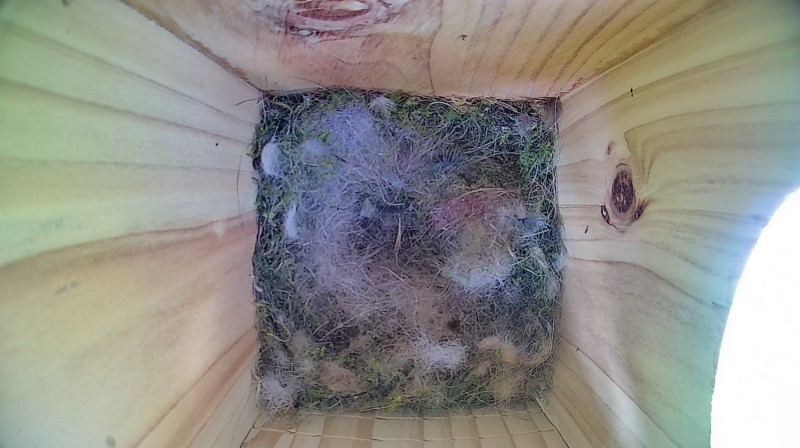 Nestbox image