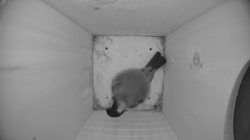 Nestbox image