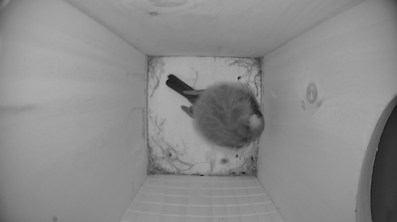 Nestbox image