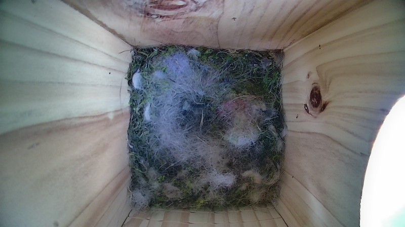 Nestbox image