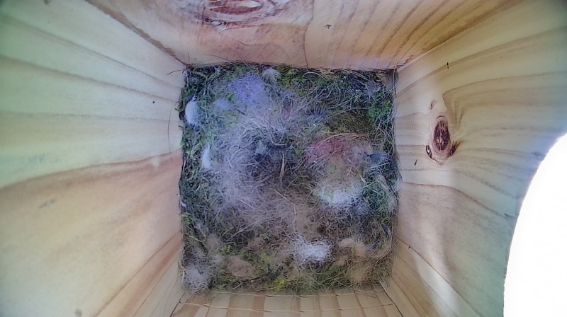 Nestbox image
