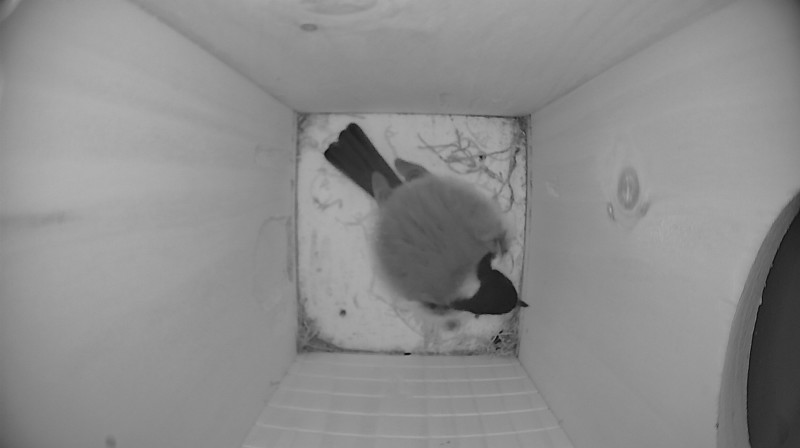 Nestbox image