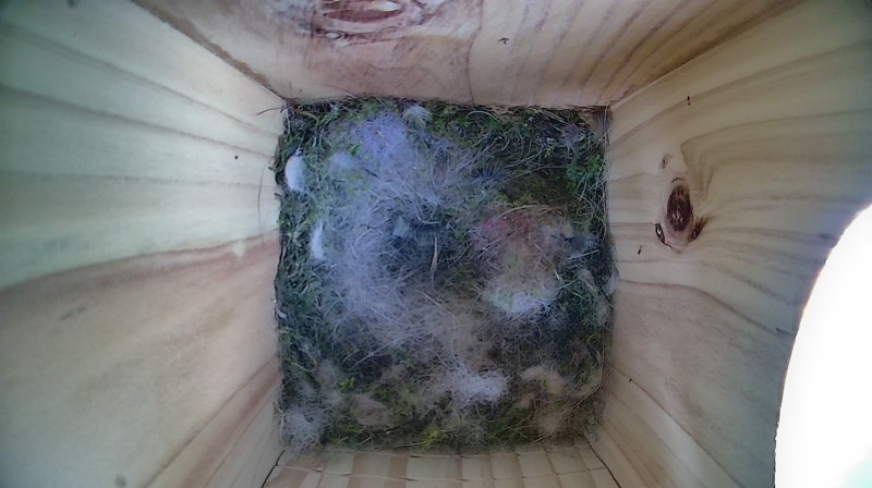 Nestbox image