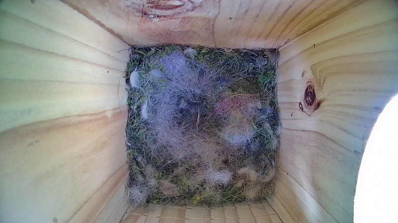 Nestbox image