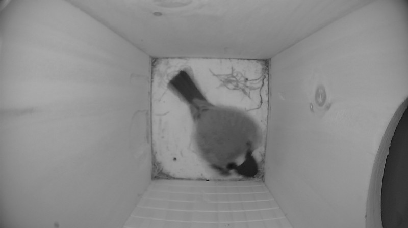 Nestbox image