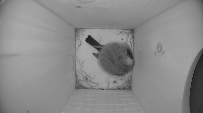 Nestbox image