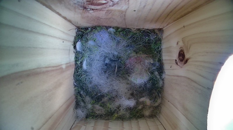 Nestbox image