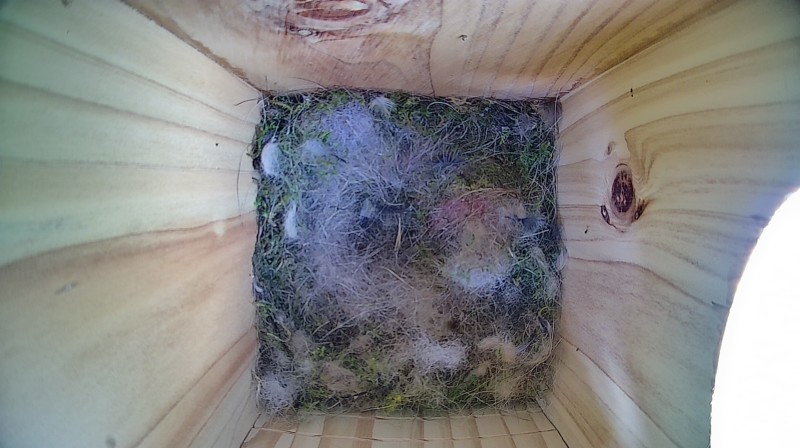 Nestbox image
