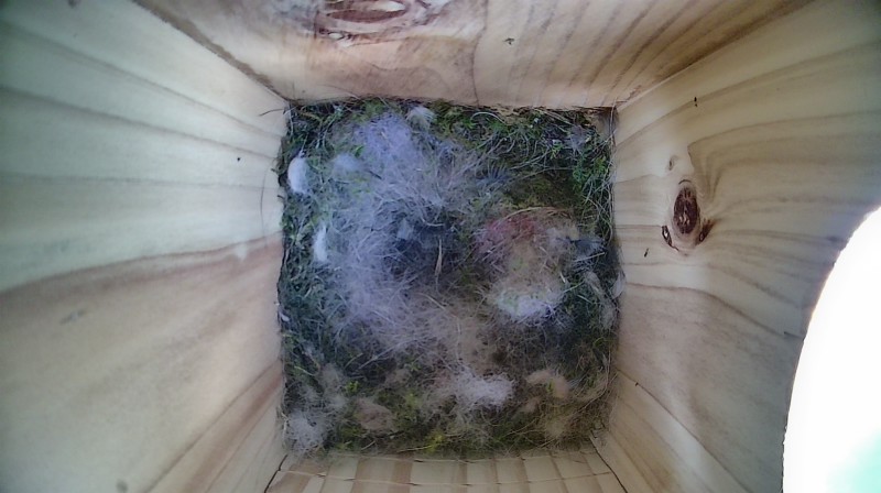 Nestbox image