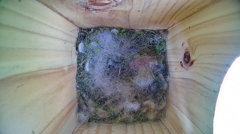 Nestbox image