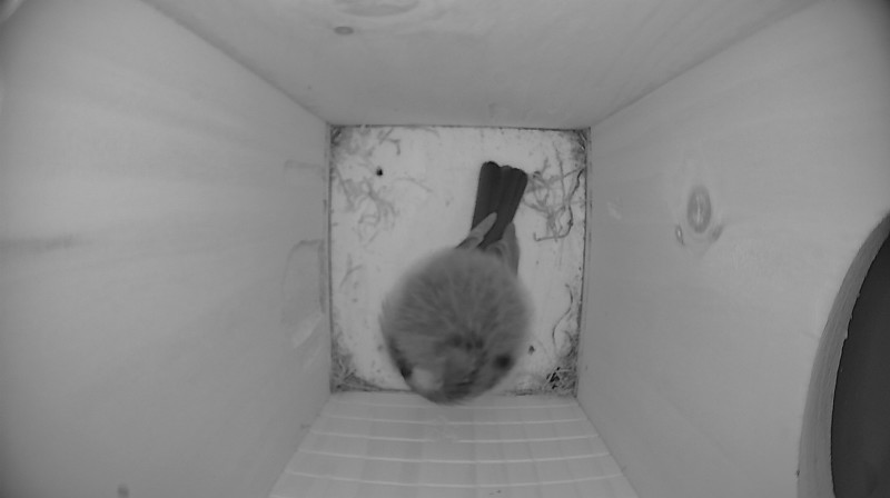 Nestbox image