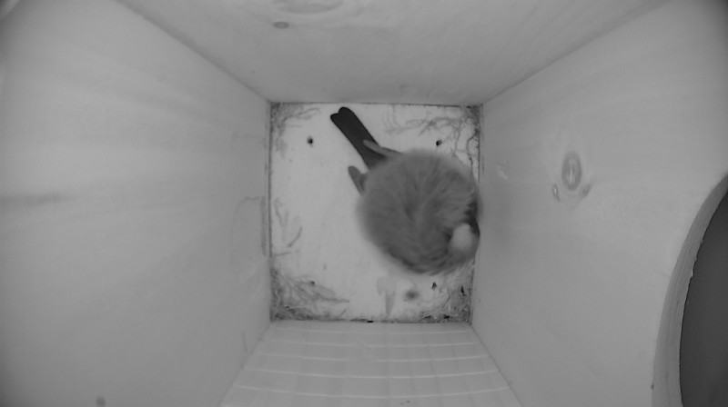 Nestbox image