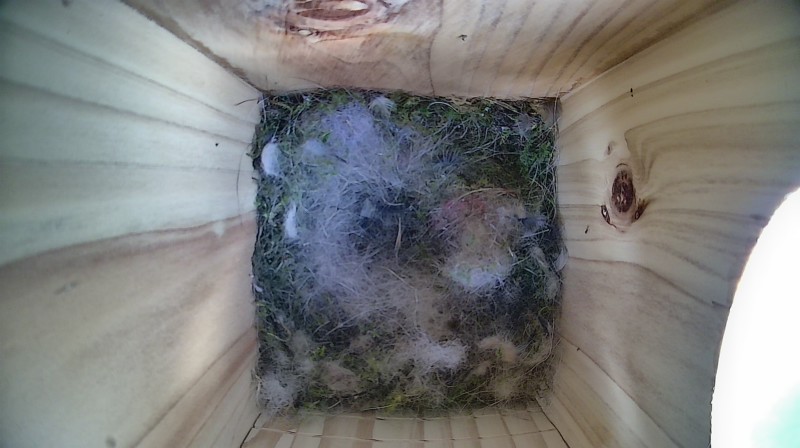 Nestbox image
