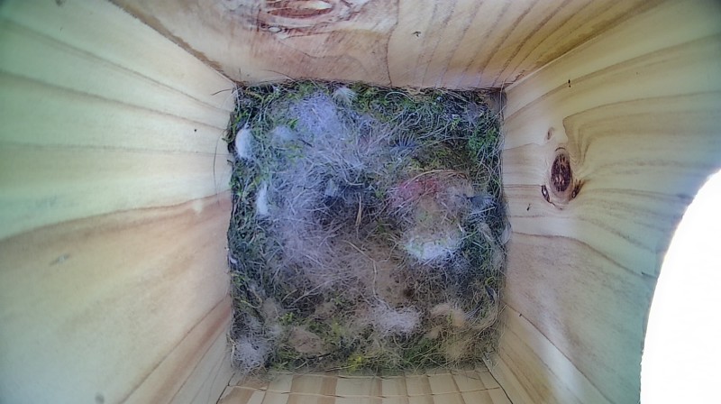 Nestbox image