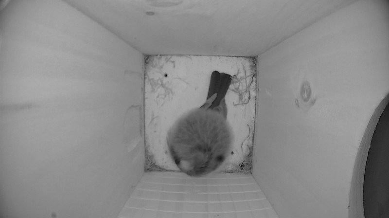 Nestbox image