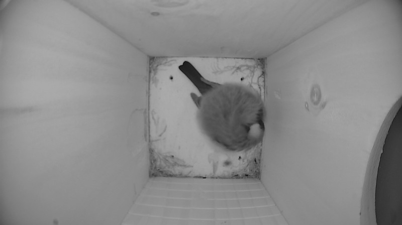Nestbox image