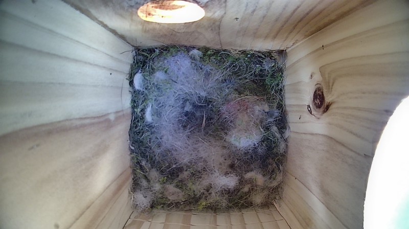 Nestbox image