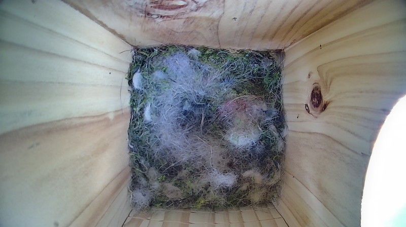 Latest nestbox image