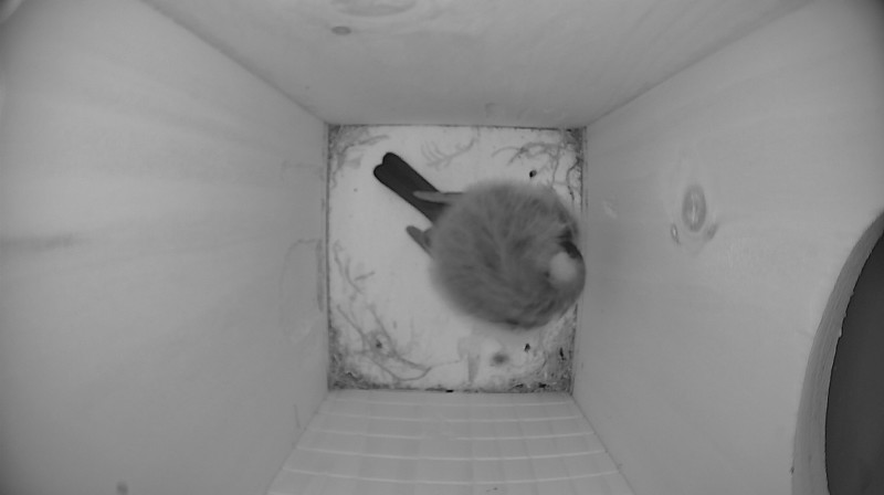 Nestbox image