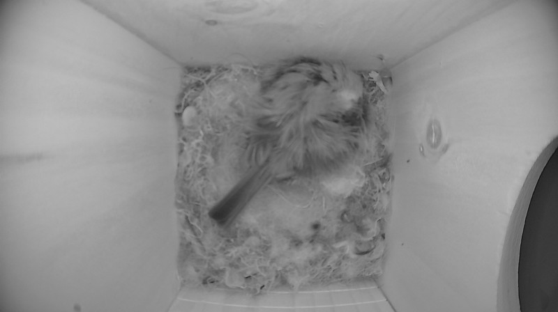 Nestbox image