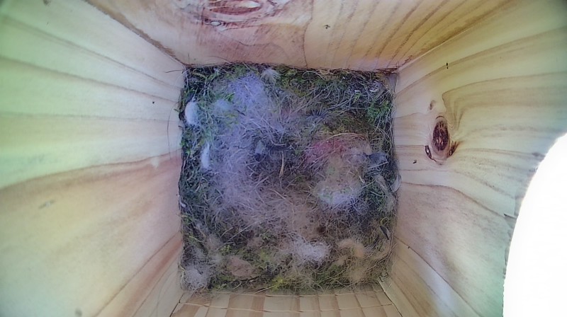 Latest nestbox image
