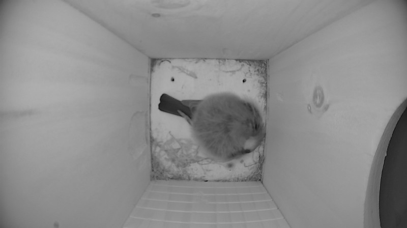 Nestbox image