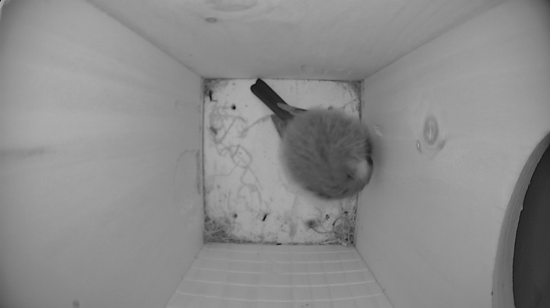 Latest nestbox image