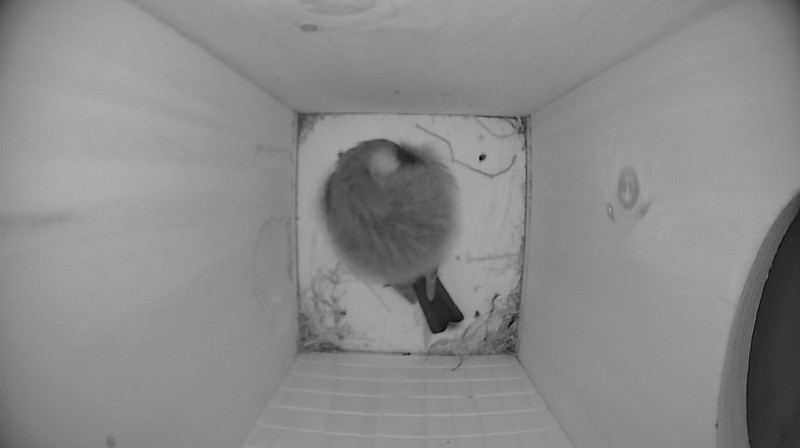 Latest nestbox image