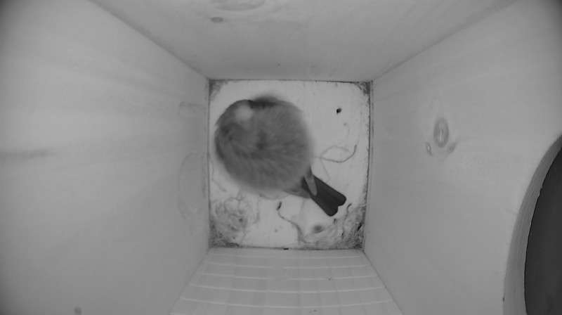 Nestbox image