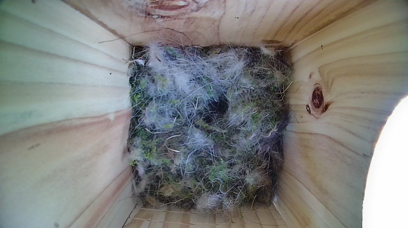 Nestbox image