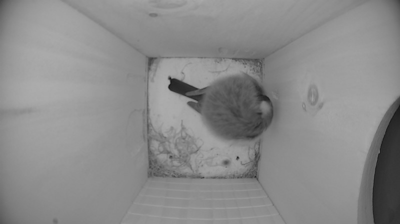 Nestbox image