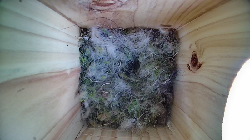 Nestbox image