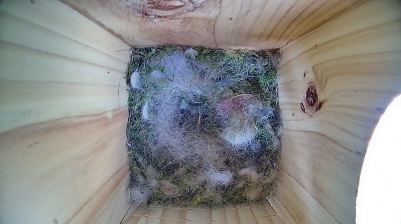 Latest nestbox image